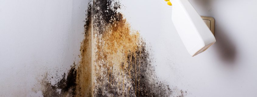 mold homes removal methods