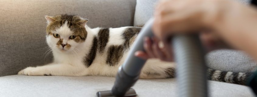 pet hair cleaning tips